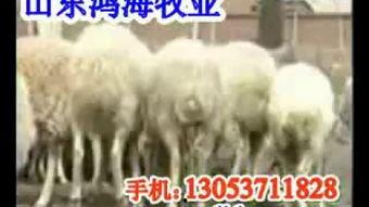 致富经视频羊,揭秘高效养殖与市场拓展策略