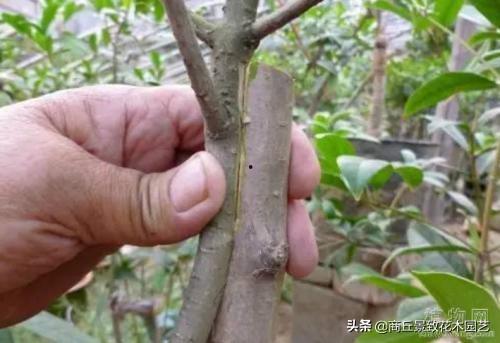 桂花怎么嫁接视频教程,视频教程详解